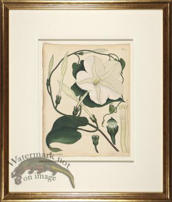 Andrews Botanicals in Gold Frame 04